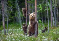 Could Grizzly Bears Come Back to California?