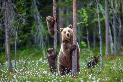 Could Grizzly Bears Come Back to California?