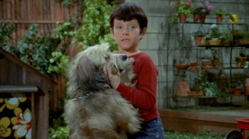 The Tragic Real-Life Fate Of The Brady Bunch’s Dog, Tiger