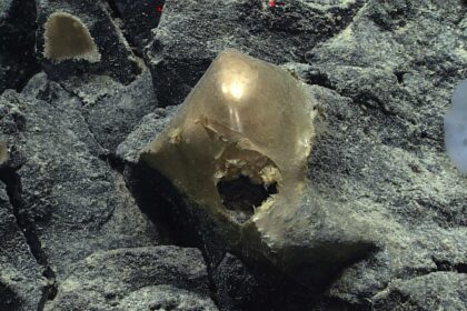 A ‘Golden Orb’ on the Ocean Floor Came From a Mysterious Animal
