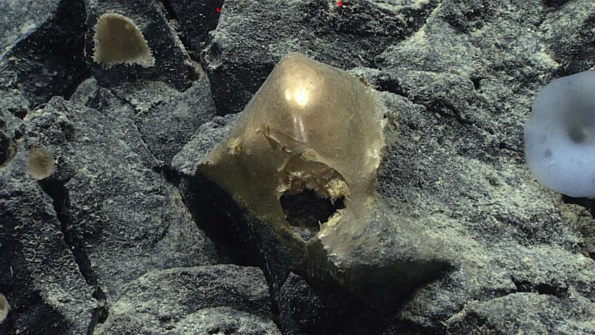 A ‘Golden Orb’ on the Ocean Floor Came From a Mysterious Animal