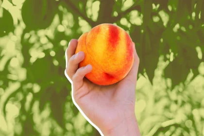 Bad News for Peach Lovers: Why the Fruit Will Be Scarce and Costly This Summer