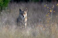 Could Sodium Cyanide Bombs Be Coming Back to Public Lands?
