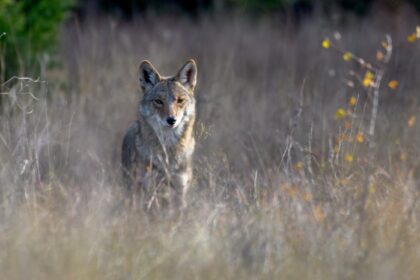 Could Sodium Cyanide Bombs Be Coming Back to Public Lands?