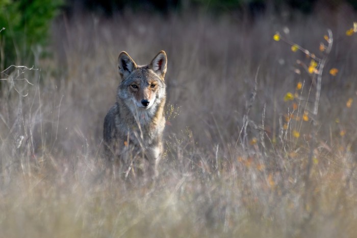 Could Sodium Cyanide Bombs Be Coming Back to Public Lands?