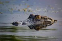 Louisiana’s Proposed Alligator Hunt Would Add 10,000 Recreational Tags