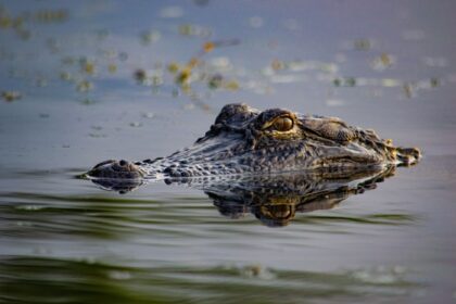 Louisiana’s Proposed Alligator Hunt Would Add 10,000 Recreational Tags