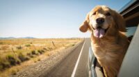 What we’ve been playing – “I’d like to shout out a fun game you can only really do on the road”