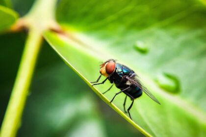 The US Has a Plan to Combat Screwworm. It Involves a Lot More Flies