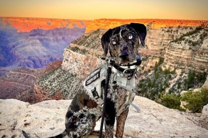 Grand Canyon National Park Has Gone to the Dogs: Meet Its Newest Canine Employee