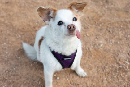 Yes, Chihuahuas Are Fantastic Adventure Dogs