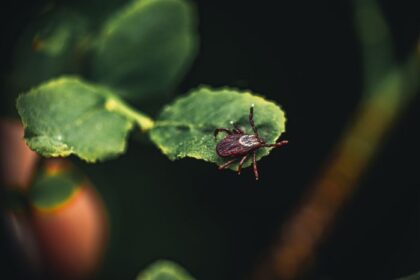 Ticks Are Becoming More Widespread and More Dangerous