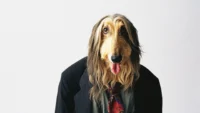 The Science Behind Why Your Pet Is Starting to Look… Human