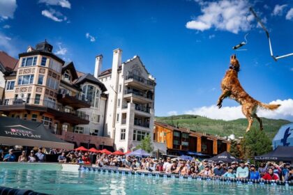 Record Adoptions & 9-Foot Jumps: These Soaring Doggos Will Make Your Day