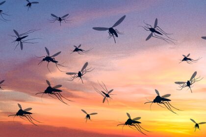 Why Google wants to release 32 million mosquitoes in California and Florida