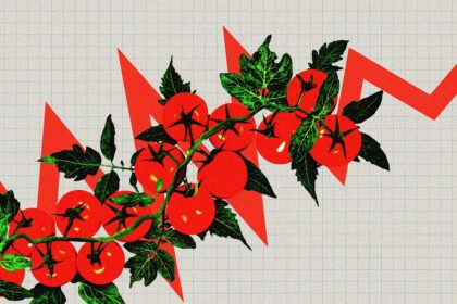 Tomatoflation is the latest extreme price increase to hit grocery bills. The reasons why are alarming