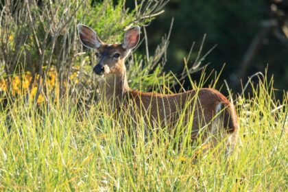 Oregon Proposal Could Criminalize Hunting and Fishing. It Just Cleared a Major Signature Hurdle