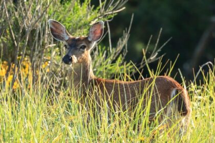 Oregon Hunting and Fishing Ban Fails to Make 2026 Ballot