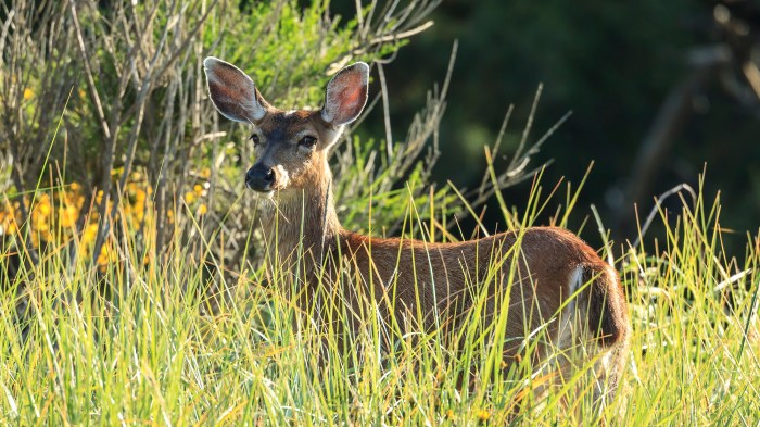 Oregon Hunting and Fishing Ban Fails to Make 2026 Ballot